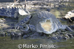 Salt water croc Wyndem Western Australia. by Marko Perisic 